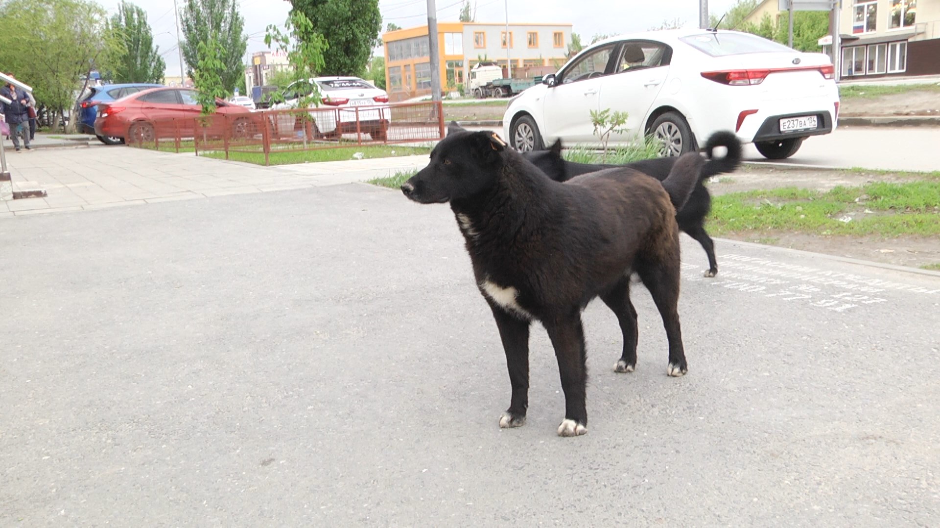 В Волгоградской области приставы спасли бездомную собаку