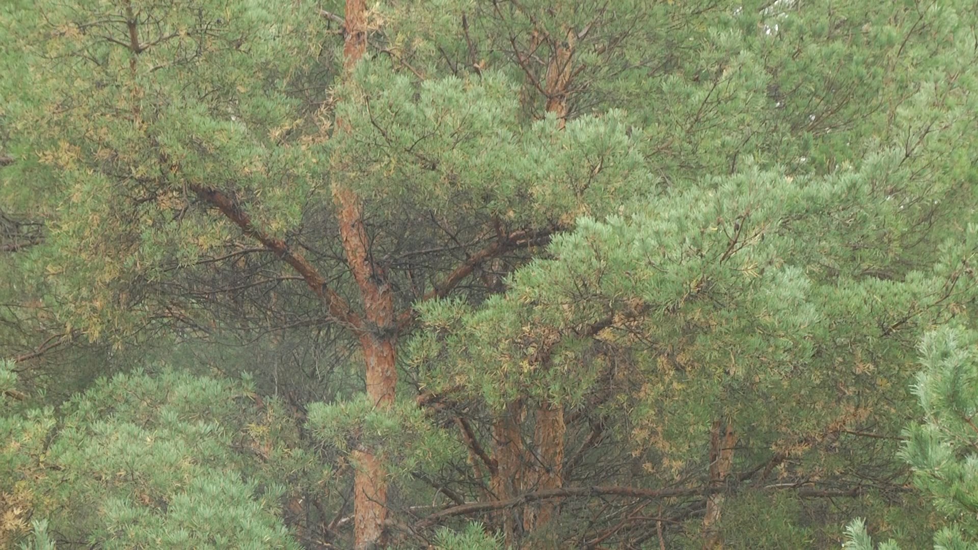 В Волгоградской области высадили более 6 миллионов деревьев